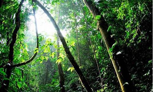 西双版纳热带雨林_西双版纳热带雨林国家公园